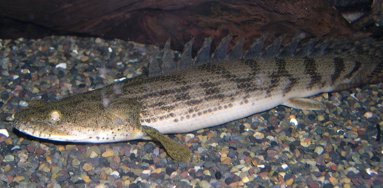 Polypterus endlicheri congicus